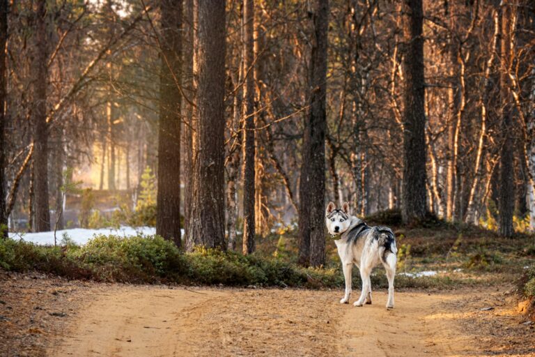 Dog Breed Restrictions in Ohio: Know Your Rights & Local Laws