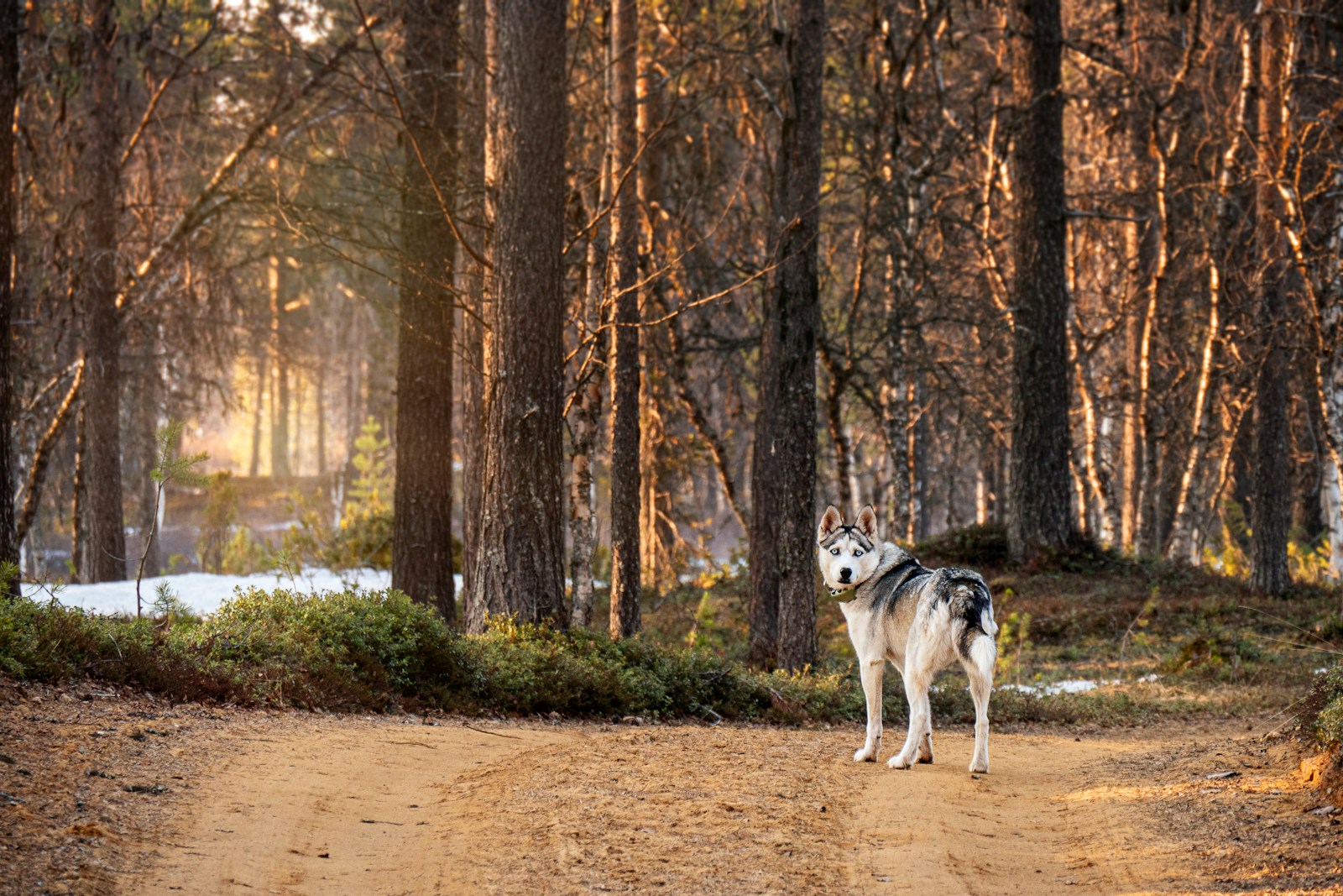 Dog Breed Restrictions in Ohio