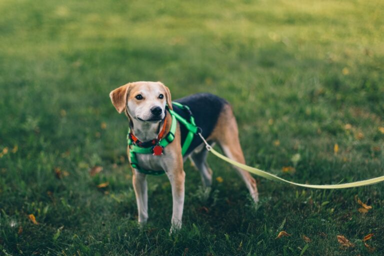 Dog Leash Laws in Colorado: Navigating Statewide Rules, Local Differences & Penalties