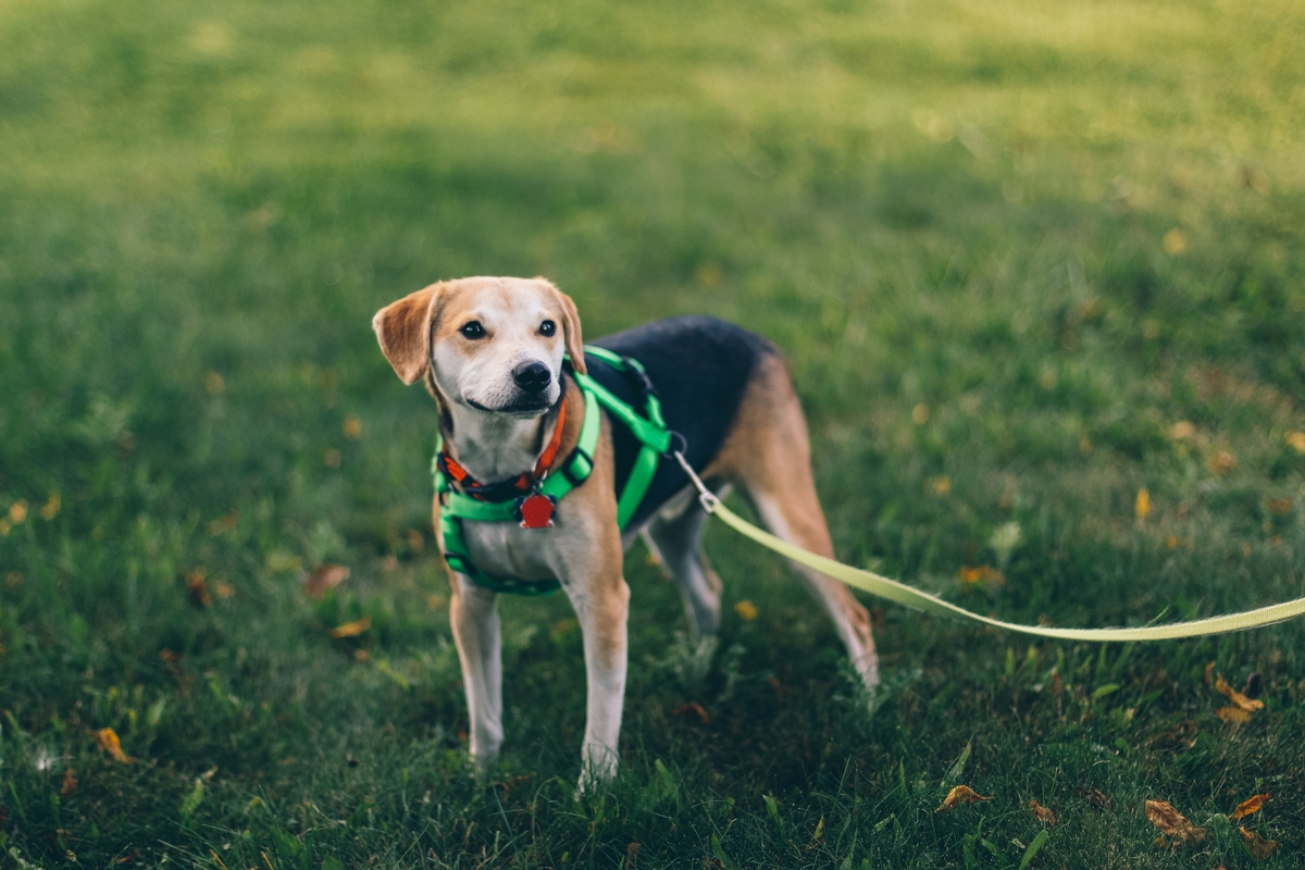 dog leash laws in colorado