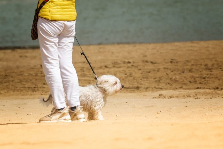Dog Leash Laws in Delaware: Stay Compliant & Keep Your Community Safe