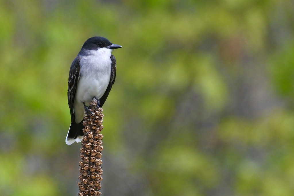 Eastern Kingbird