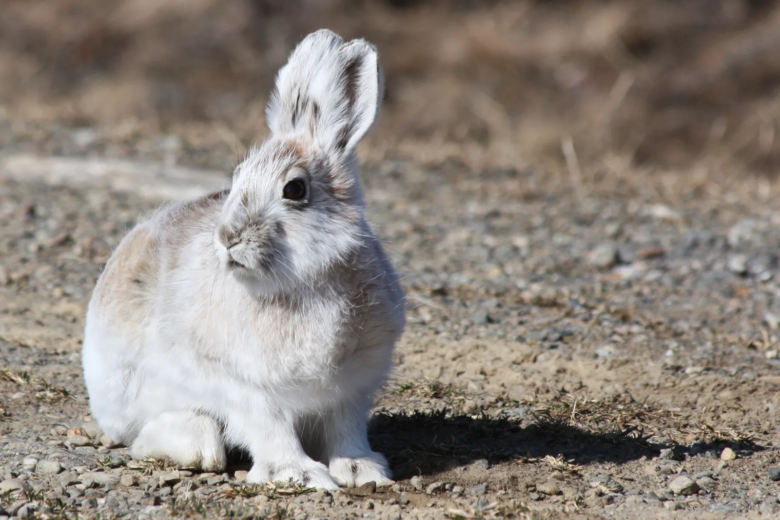 eastern snowshoe hare