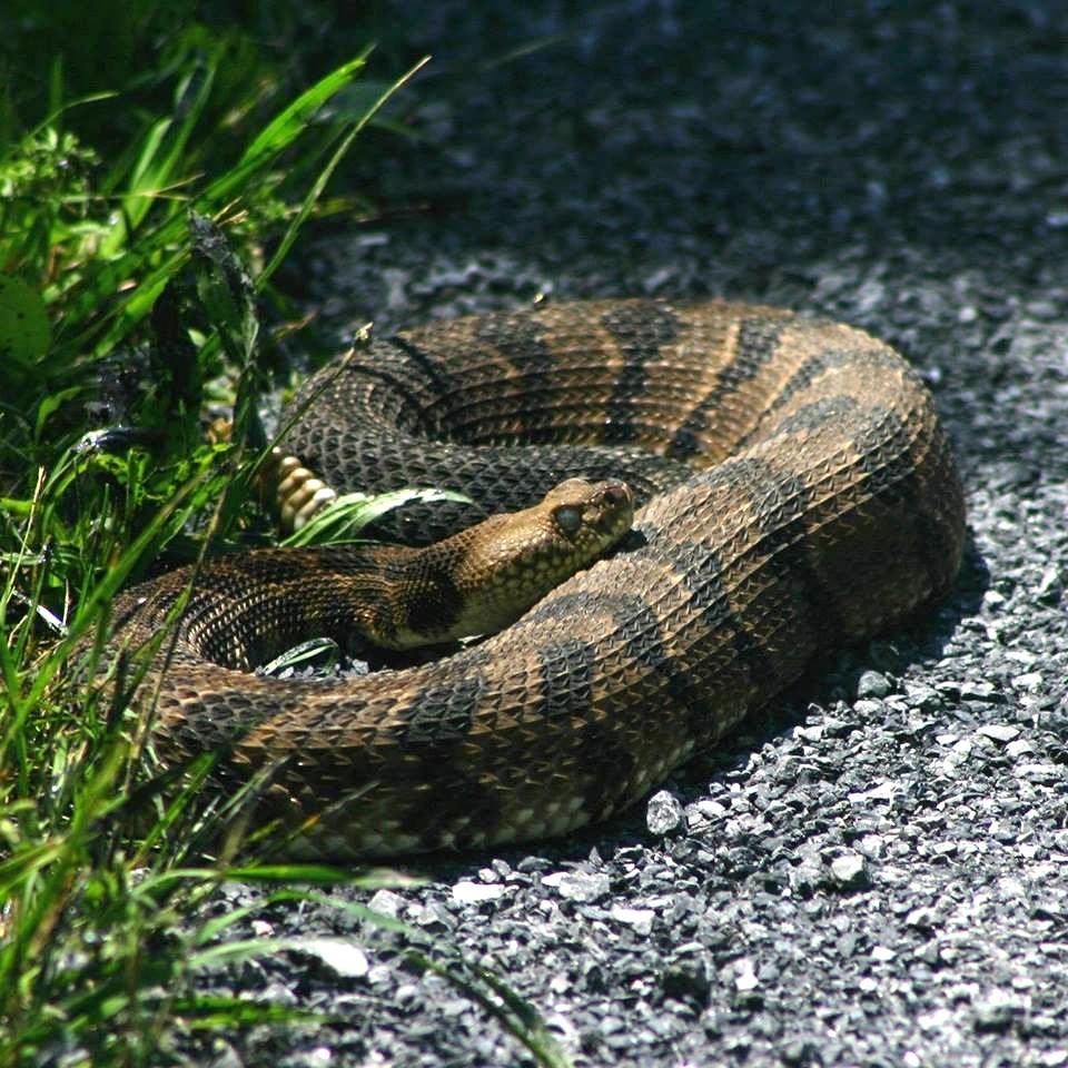 Eastern Timber Rattlesnake