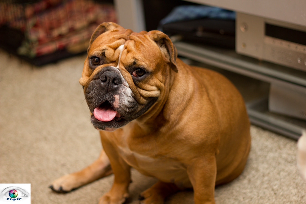English Bulldog