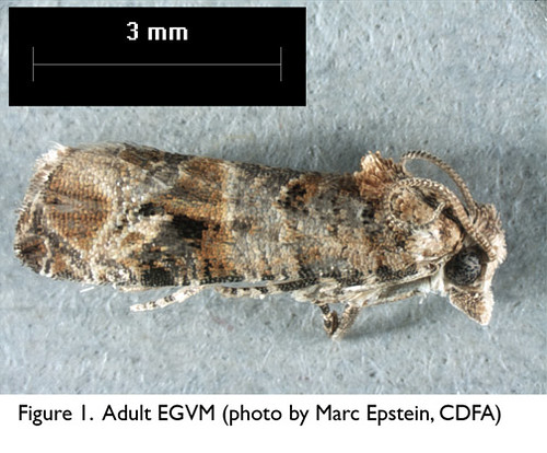 European Grapevine Moth