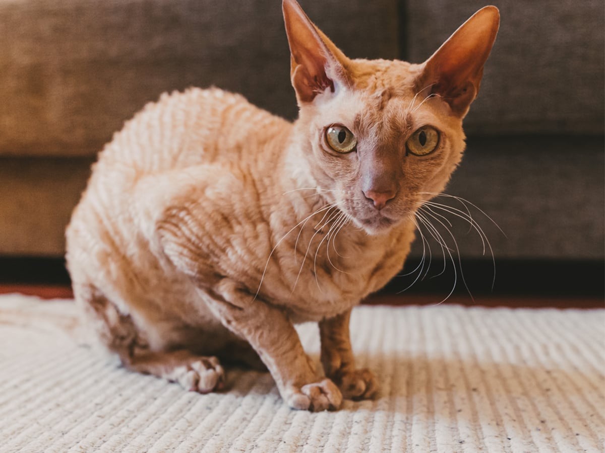 facts about peterbald cats