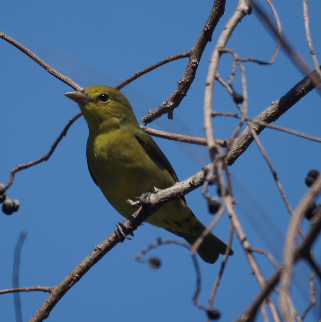 Female Scarlet Tanager