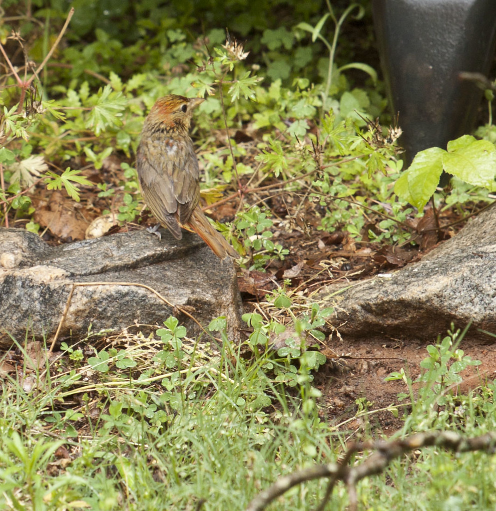 Female Summer Tanager