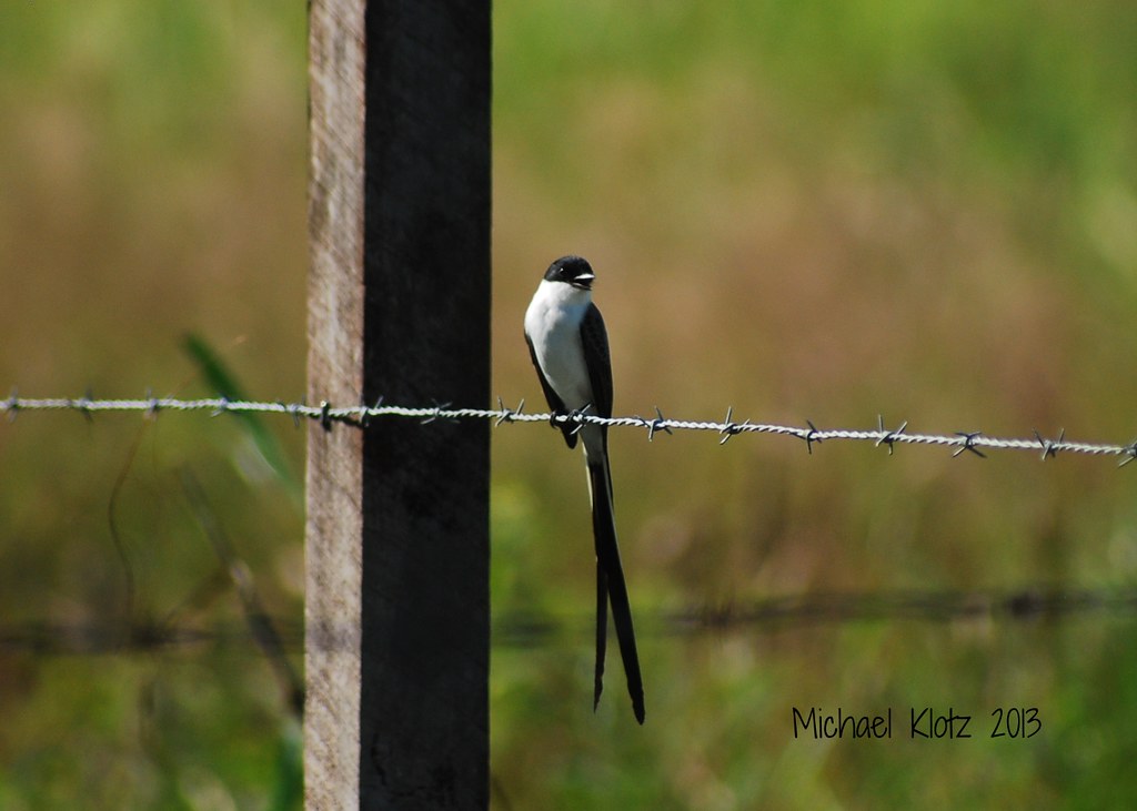 Fork-tailed Flycatcher