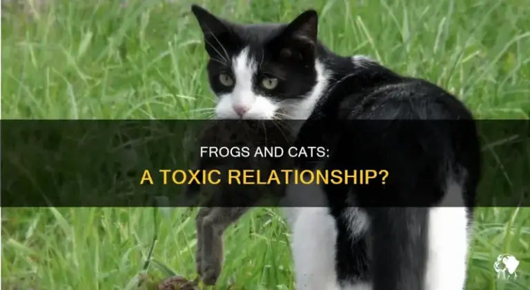 Frogs That Are Poisonous to Cats: 7 Deadly Species Every Cat Owner Must Know