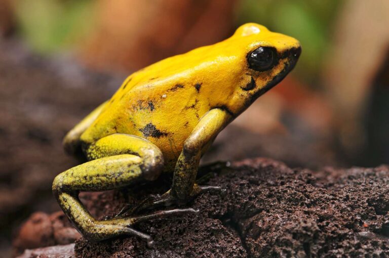 Deadly Frogs That Are Poisonous to Humans in Under 10 Minutes: Complete Safety Guide