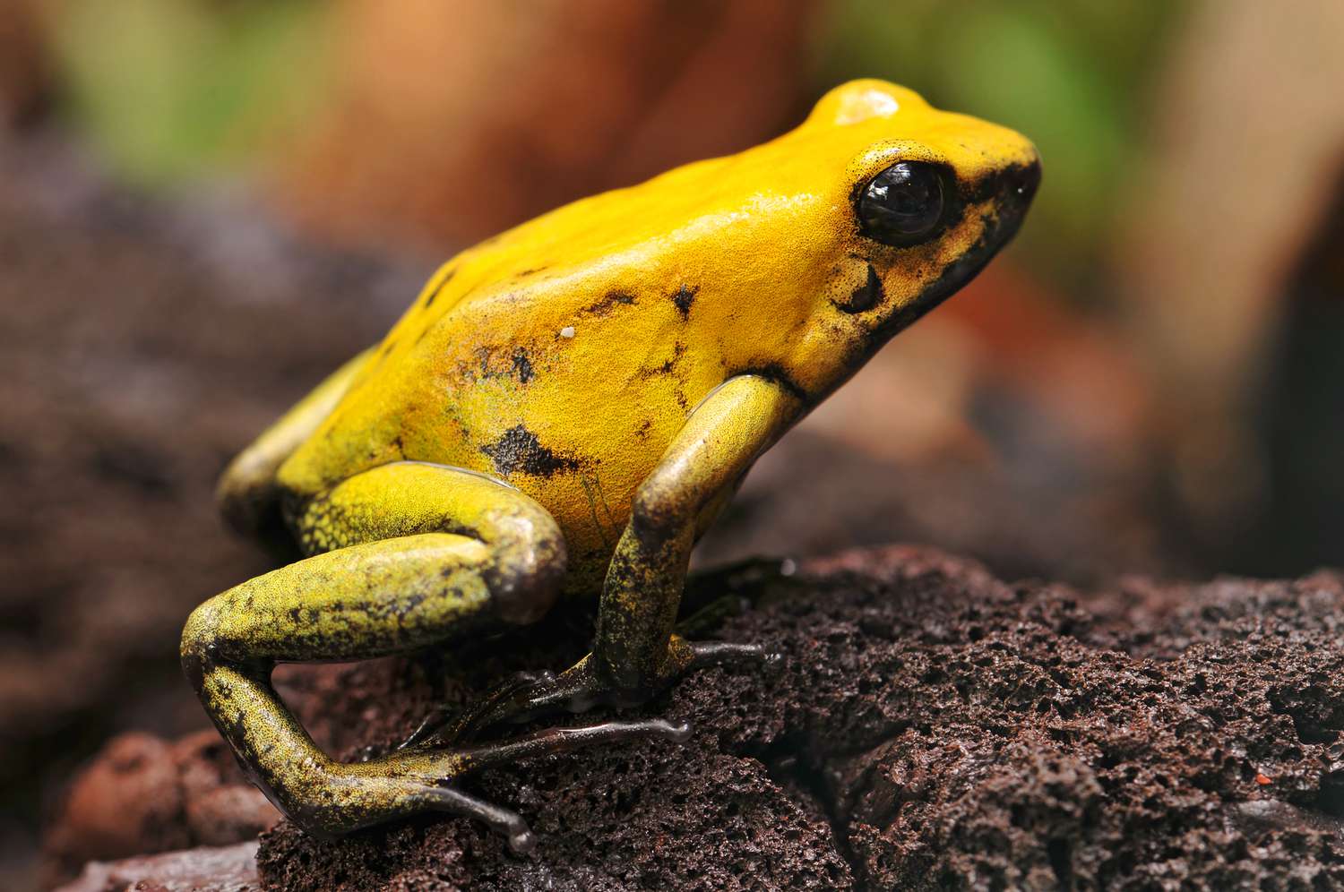 frogs that are poisonous to humans
