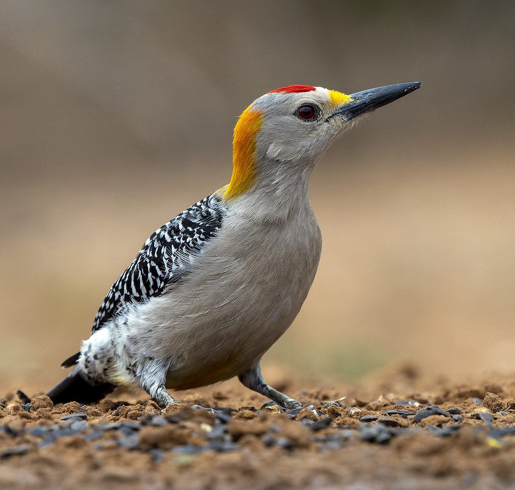 Golden-fronted Woodpecker