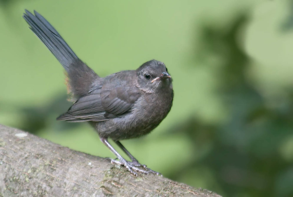 Gray Catbird