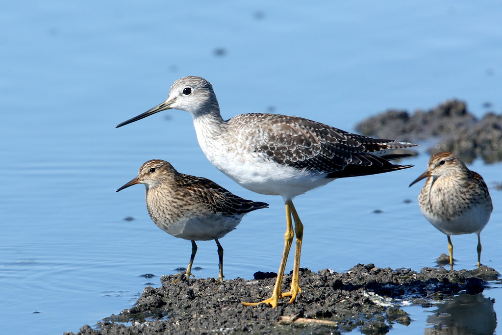 Greater Yellowlegs