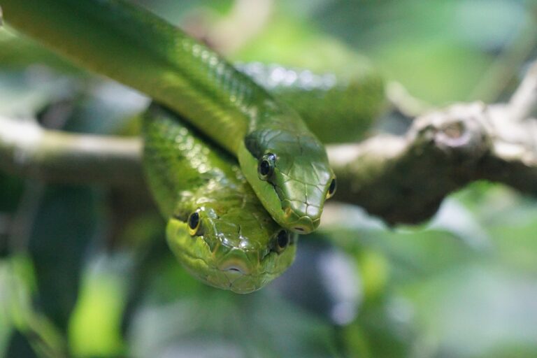 What Green Snakes Live in Michigan and Are They Dangerous?