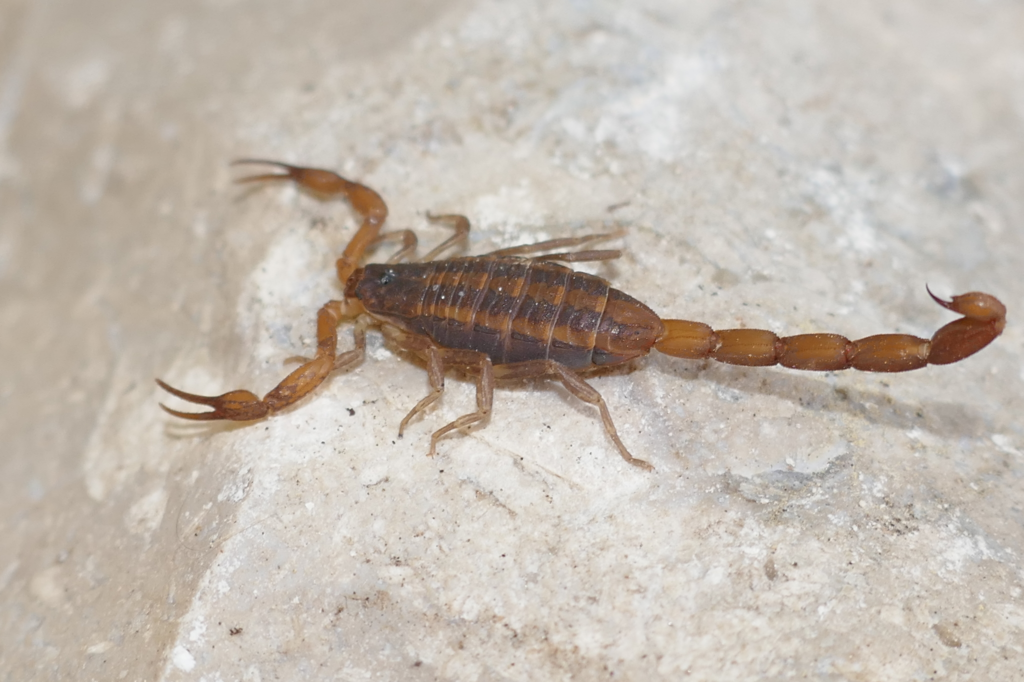 Hentz Striped Scorpion