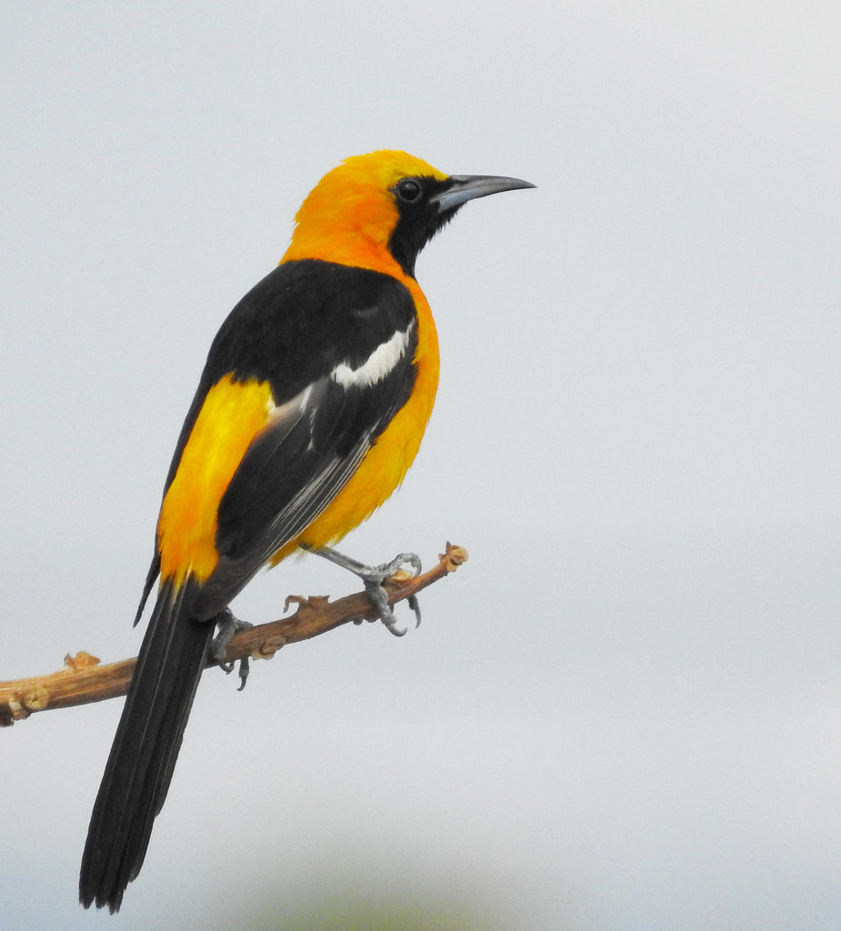 Hooded Oriole