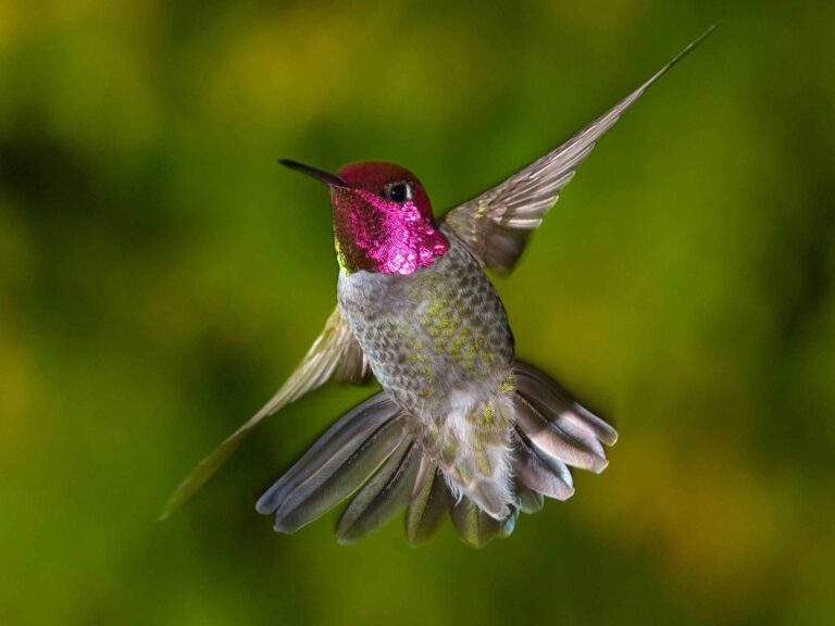 How to Spot Hummingbirds in Kansas City: Your Complete Identification Guide