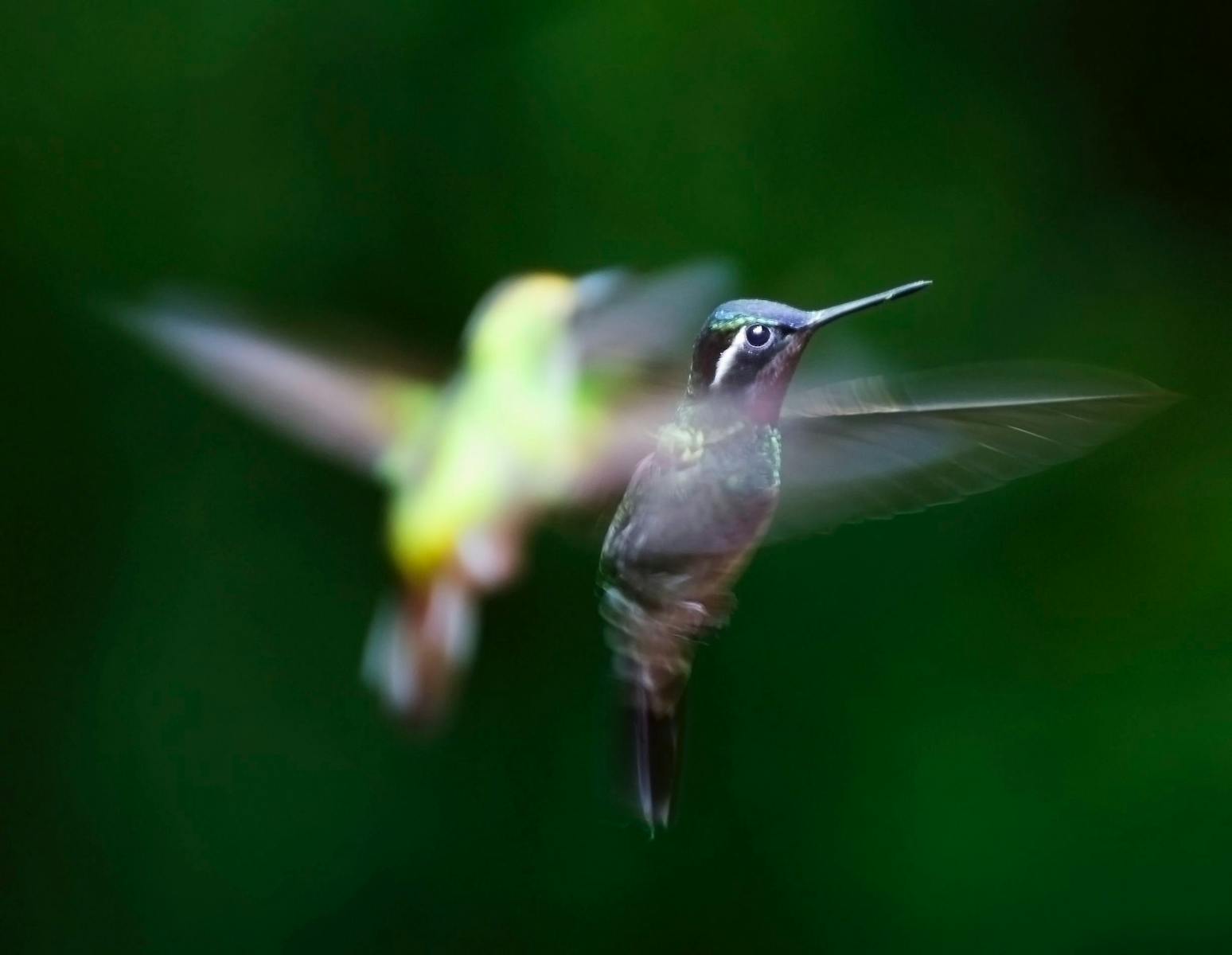Hummingbirds in Nevada