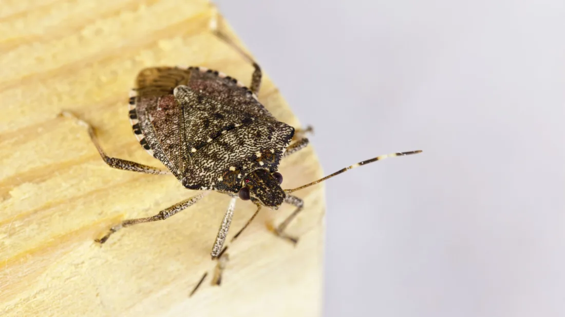 insects that smell when squished