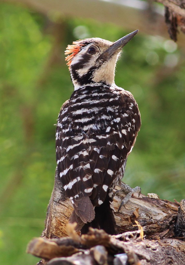 Ladder-backed Woodpecker