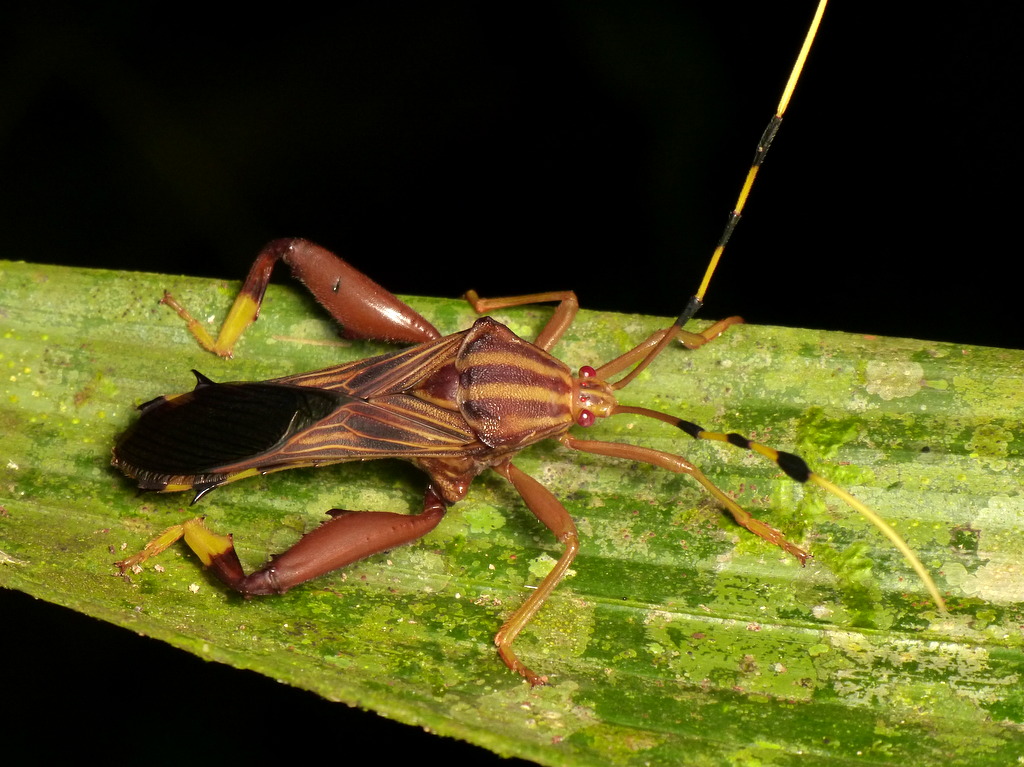 Leaf-footed Bug