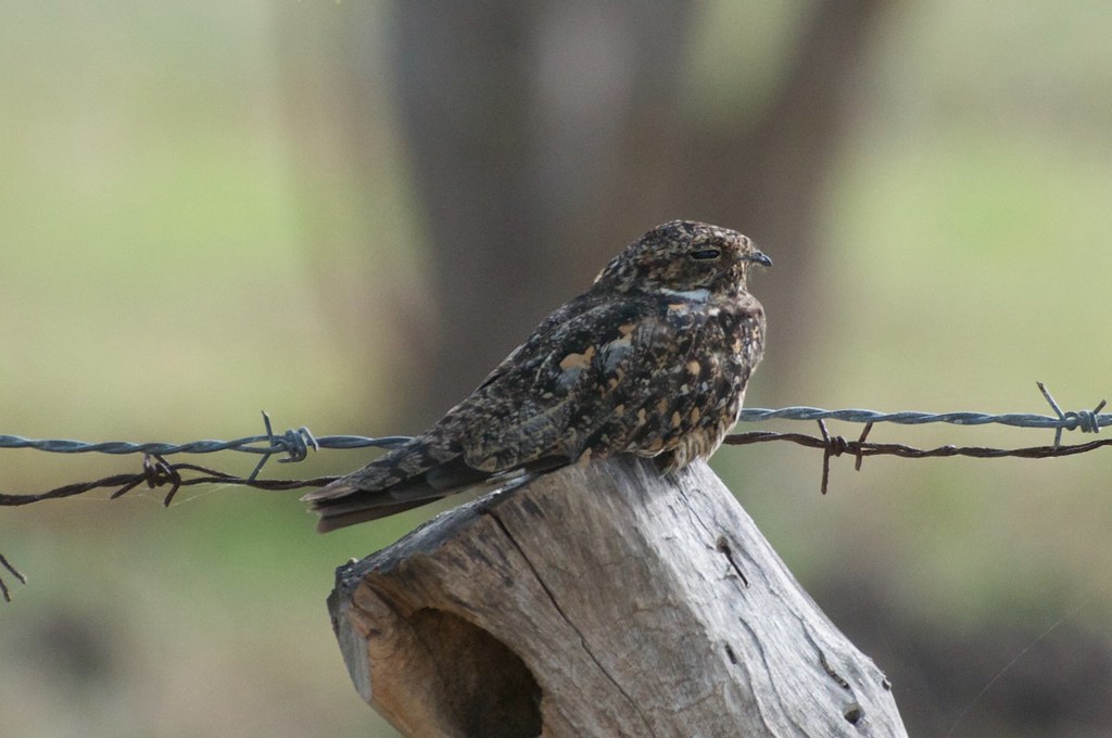 Lesser Nighthawk