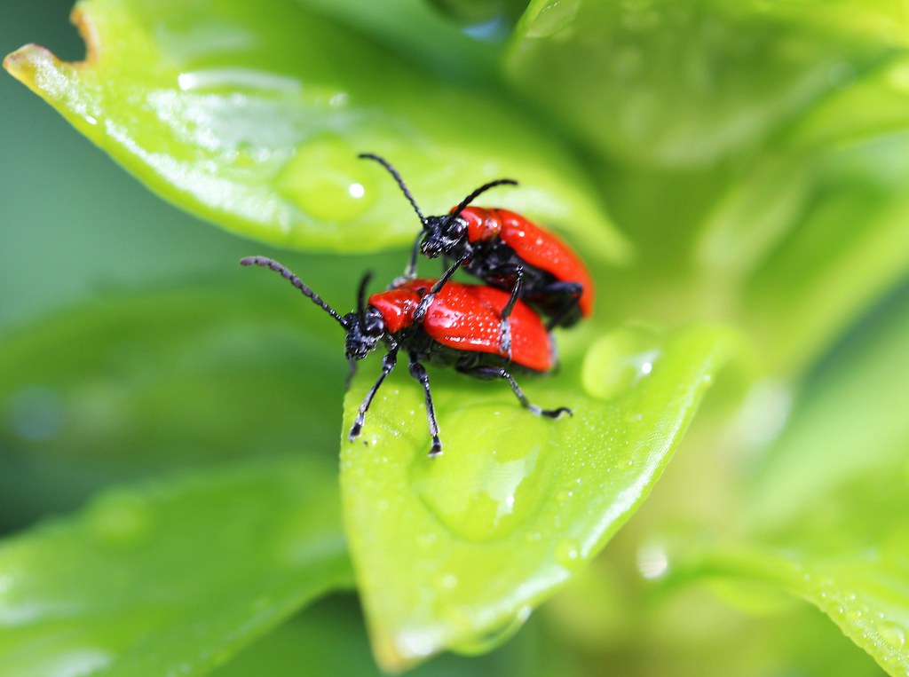 Lily Leaf Beetle