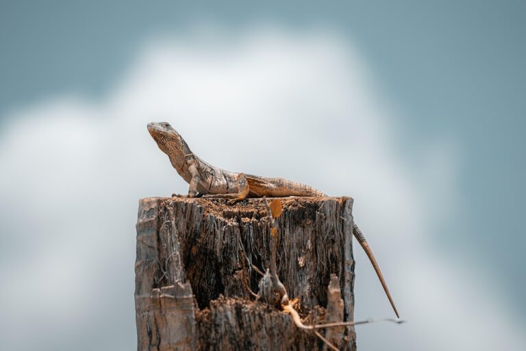 How to Identify Lizards in Minnesota: A Complete Guide to All Native Species