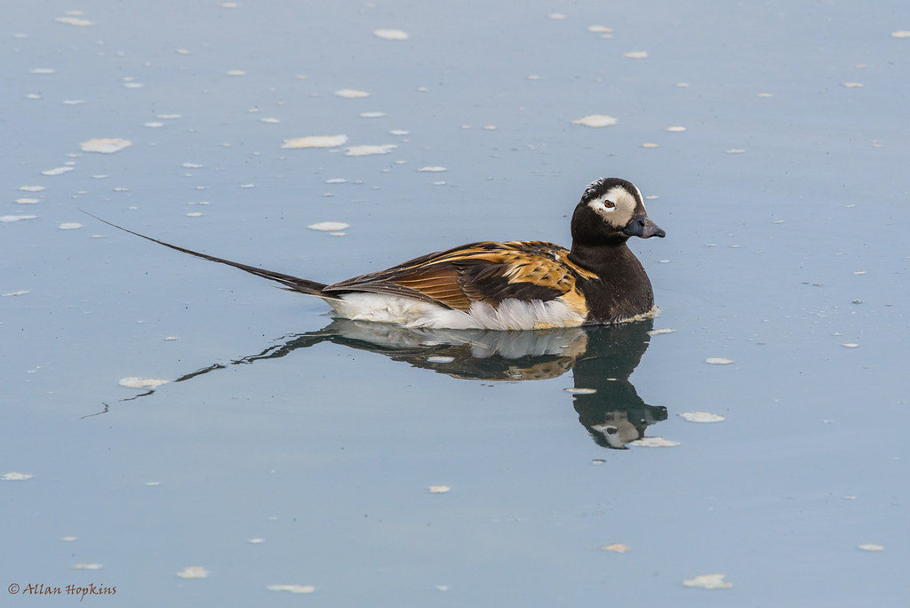 Long-tailed Duck