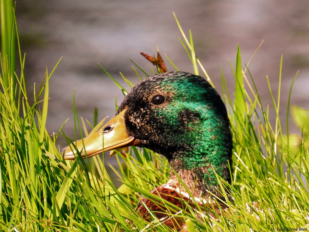 Mallard (Male)