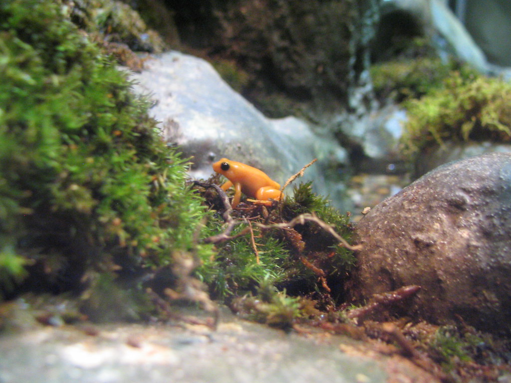 Mantella Frogs