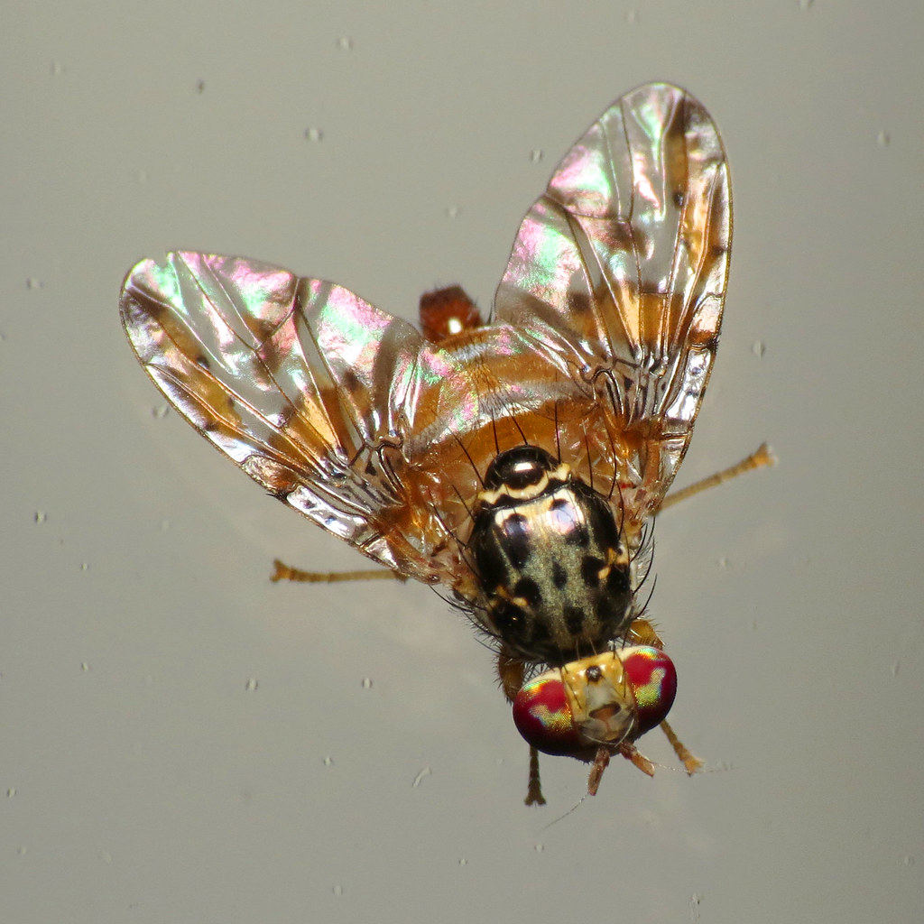 Mediterranean Fruit Fly