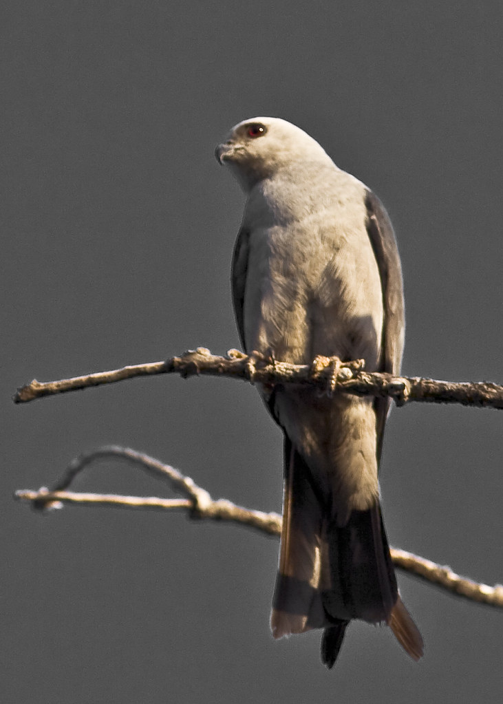 Mississippi Kite