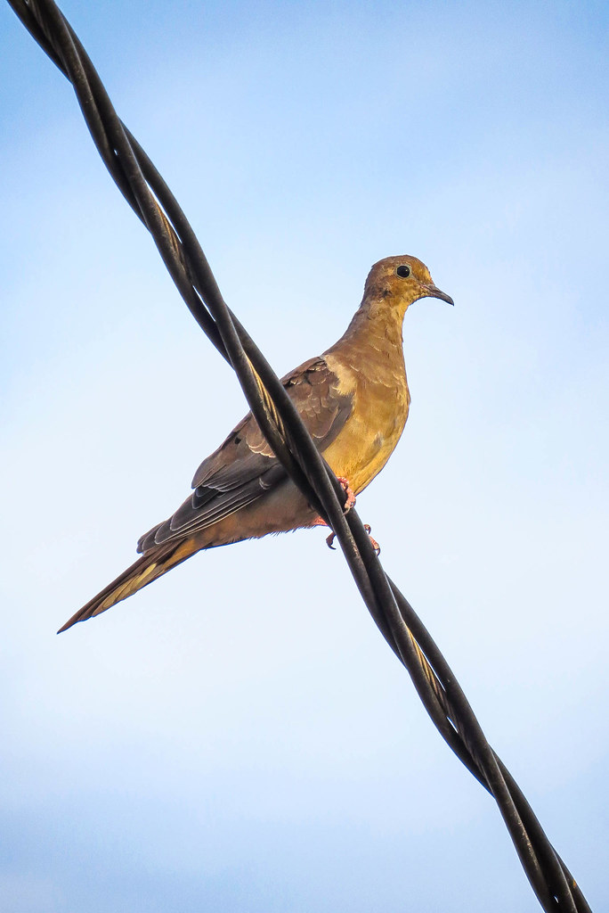 Mourning Dove