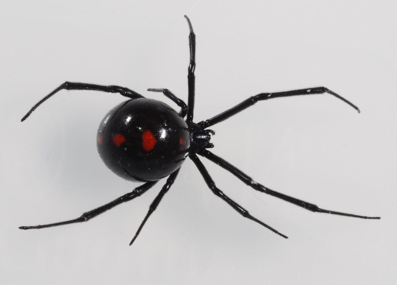northern black widow spider