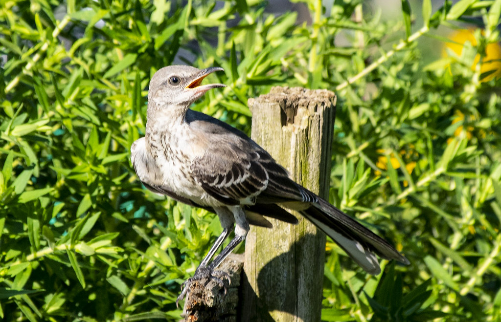 Northern Mockingbird