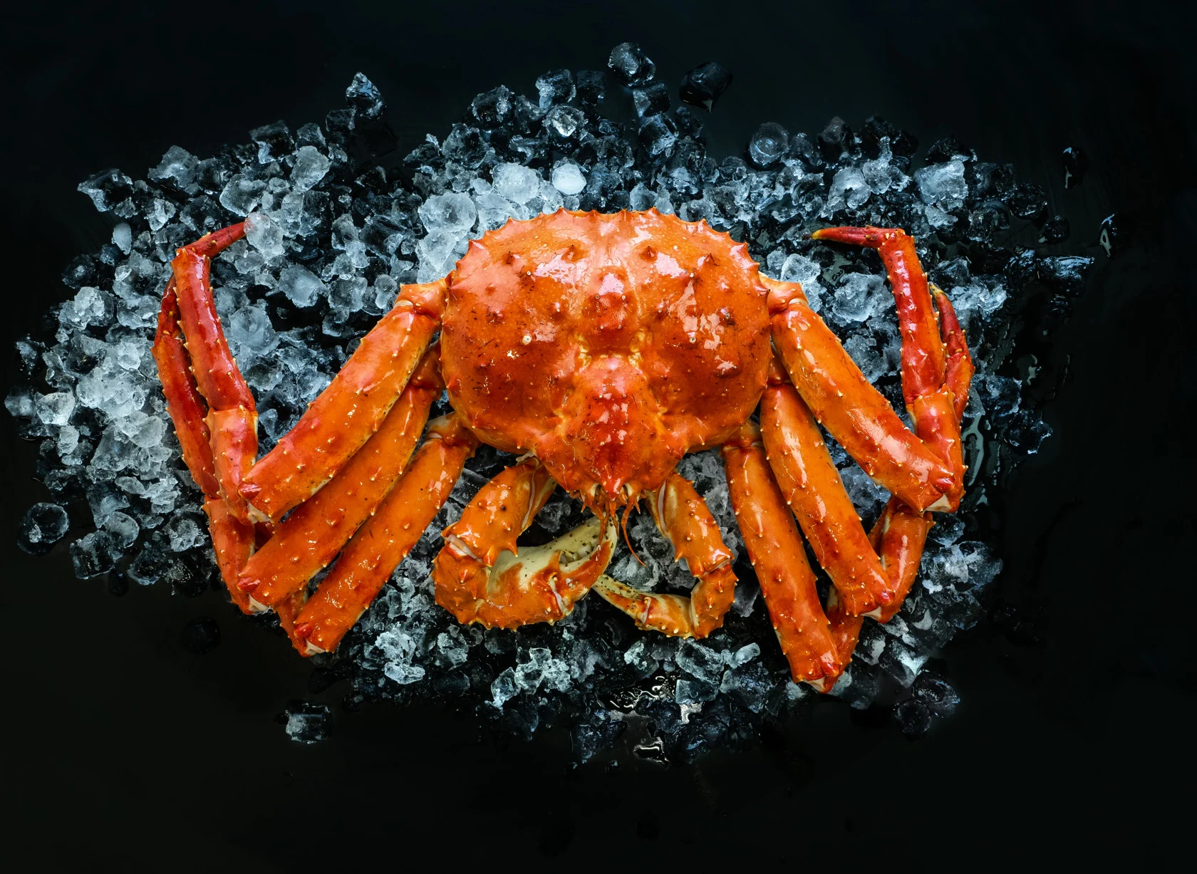 norwegian king crab