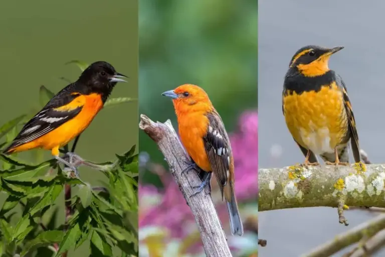 8 Stunning Orange Birds in Florida Every Birdwatcher Should Know