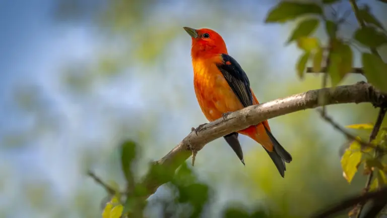 Orange Birds in Idaho That Actually Visit Your Backyard