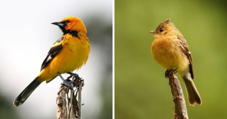 Orange Birds in Illinois in Spring: Complete Migration Timeline