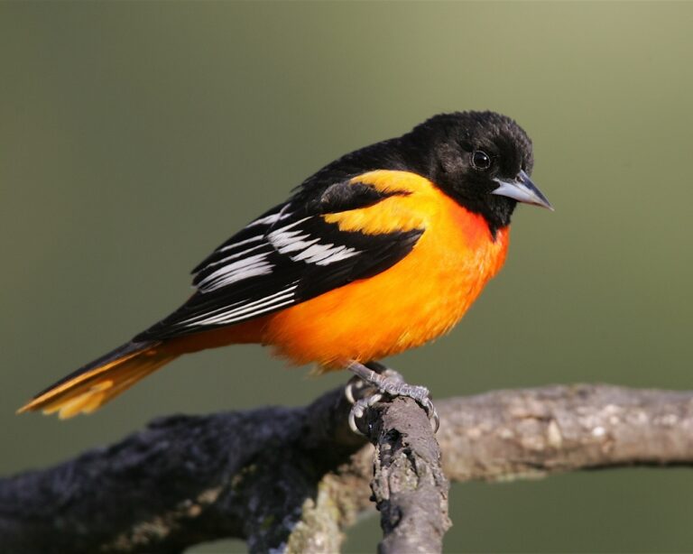 How to Spot Orange Birds in Indiana: Your Complete Backyard Guide
