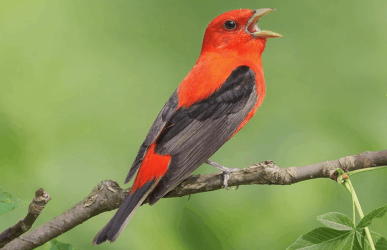 7 Stunning Orange Birds in Wyoming Every Birdwatcher Should Know