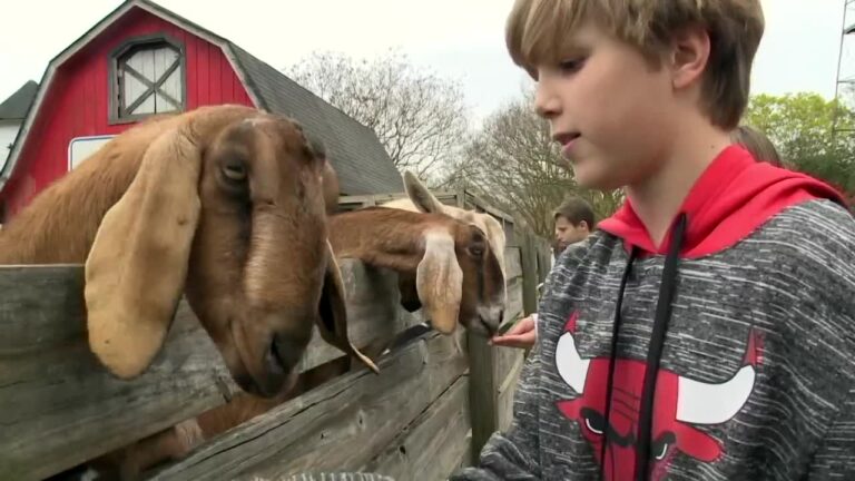 10 Petting Zoos in Virginia That Will Create Magical Family Memories This Summer