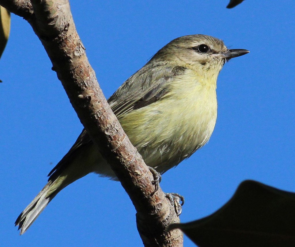 Philadelphia Vireo