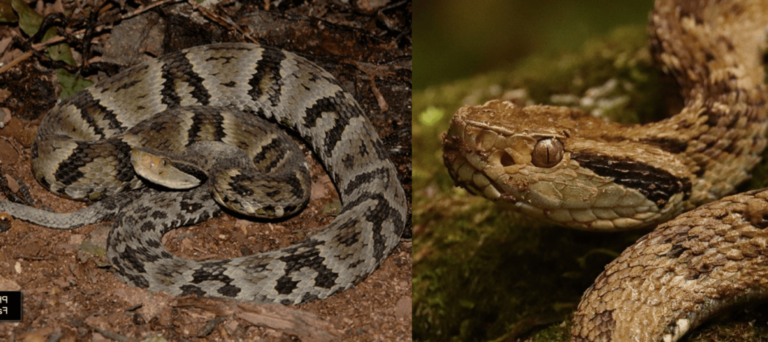 9 Poisonous Animals in Brazil That Actually Threaten Human Safety