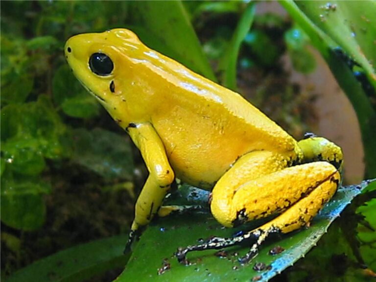 7 Poisonous Animals in Hawaii Mistakes That Could Cost You Everything