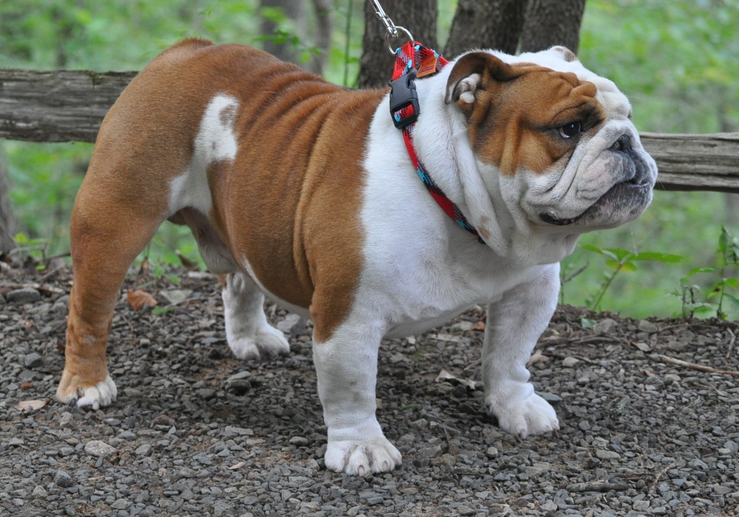 popular dog breeds in missouri